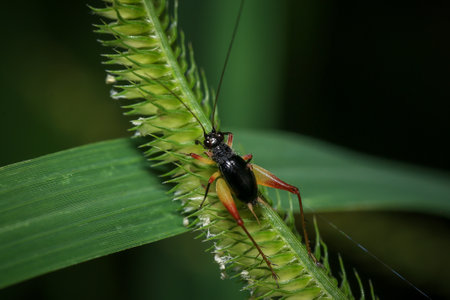 cricket on a plant in the wild, closeup of photo