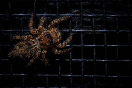 jumping spider on the black background. macro. close-upの写真素材
