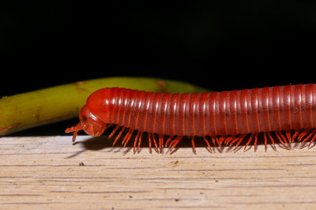 The millipede is a species of the genus Centipede.