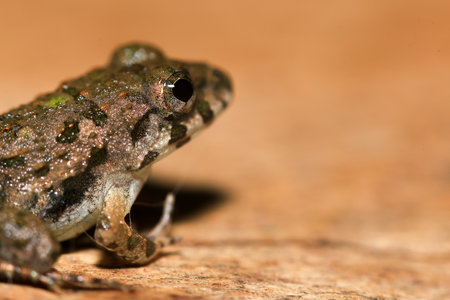 A close up of a frog sitting on a wooden surface. This amphibian has the scientific name Rana...