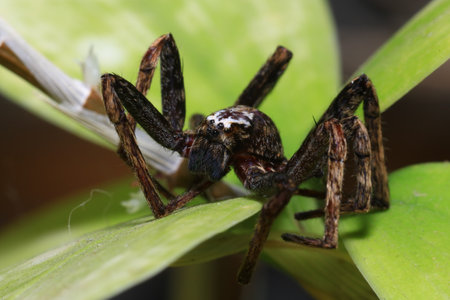 jumping spider on a branch in the rainforest of Costa Rica