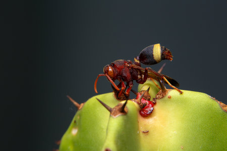 Close up of a red paper wasp on a green leaf.の写真素材