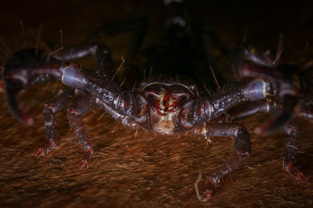 Scorpion on a wooden background. Close-up of a scorpion.