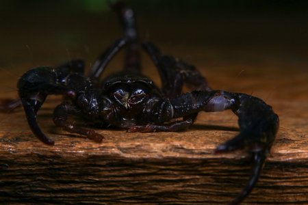 Scorpion on a wooden background. Close-up of a scorpion.