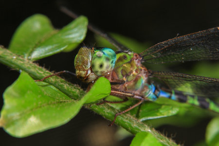Macro of a dragonfly on a green cactus leaf.の写真素材