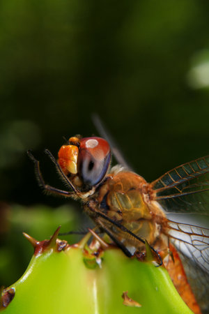 Macro of a dragonfly on a green cactus leaf.の写真素材