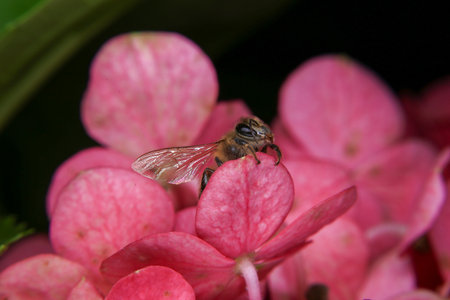 Honey bee on pink hydrangea flower, close up