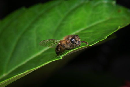 Bee on a green leaf in the rainforest of Costa Rica.