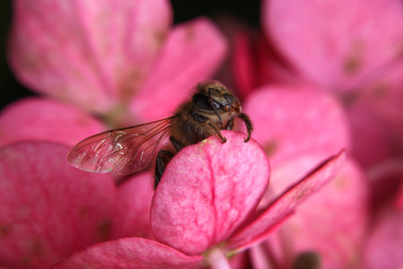 Bee on pink hydrangea flower, closeup of photo