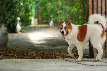 aggressive dog Thai Bang Kaeoの写真素材