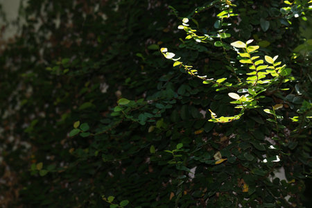 Green leaves in the garden on the wall. Natural green background.