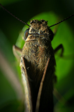 Butterfly closeup on green leaf. Insect macro photography.
