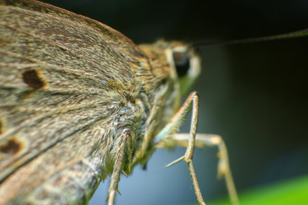 Butterfly closeup on green leaf. Insect macro photography.