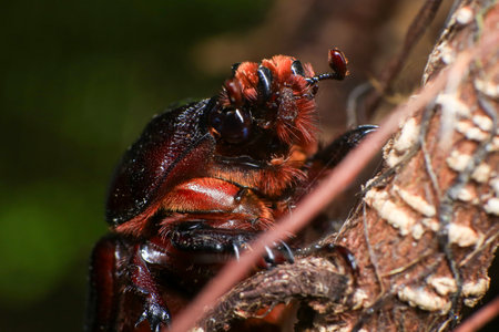rhinoceros beetle on the tree in the forest. macro