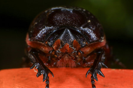 rhinoceros beetle on the tree in the forest. macroの写真素材