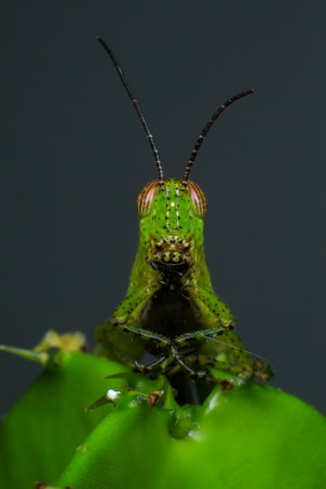 Grasshopper on a green leaf in the nature. macro