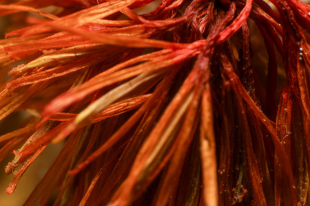 Macro shot of a close-up of a dried flower.