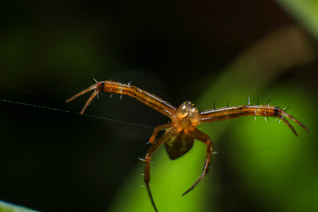 Spider on the leaf in the garden, Thailand. (Selective focus)