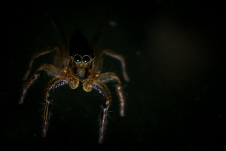 jumping spider on black background, close up of jumping spider.