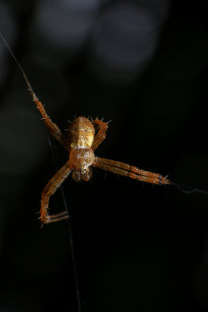 spider on the web in the nature. macro. close-upの写真素材