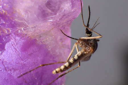 Mosquito on a purple stone in the wild. Macro.の写真素材