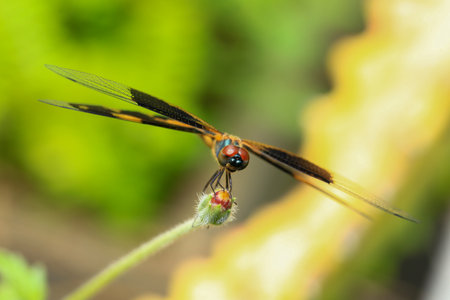 I.dragonfly on a branch in the forest, closeup of photoの写真素材