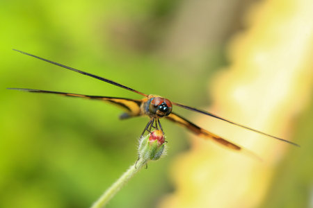 I.dragonfly on a branch in the forest, closeup of photoの写真素材