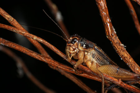Cricket on a leaf in the rainforest of Thailand.