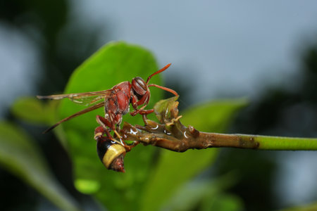 Macro shot of a hornet on a red plant in the rainforest