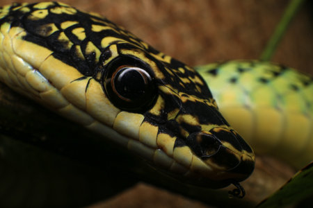 Close-up of the green snake ,Golden Tree SnakeÂ (Chrysopelea ornata)Â in the nature