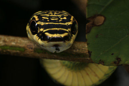Close-up of the green snake ,Golden Tree SnakeÂ (Chrysopelea ornata)Â in the natureの写真素材