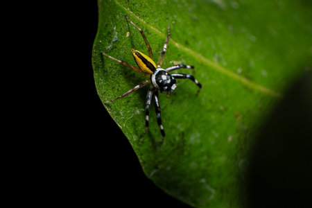 spider on web in the rainforest, closeup of photoの写真素材