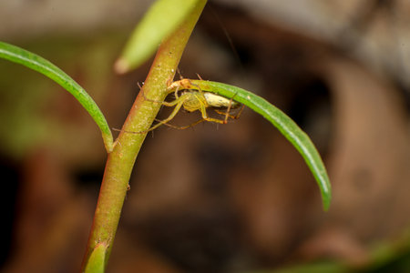 spider on web in the rainforest, closeup of photoの写真素材