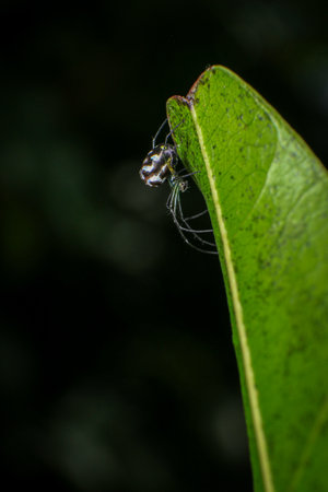 spider on web in the rainforest, closeup of photoの写真素材