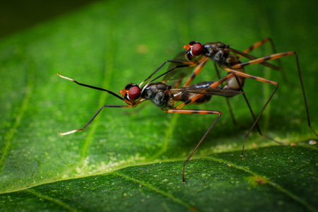 Macro photo of a pair of insects mating on a green leaf, SciapusÂ is a genus of long-legged flies in the familyÂ Dolichopodidaeの写真素材