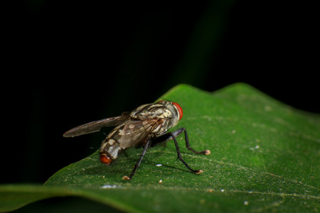 Condylostylus fly on leaf in the nature
