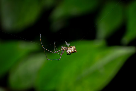 Spider on the spider web in the garden, Thailand. Macro.