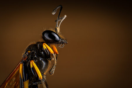 Close up of a wasp isolated on a black background. Macro