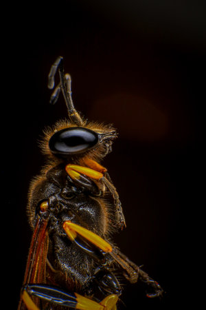 Close up of a wasp isolated on a black background. Macroの写真素材