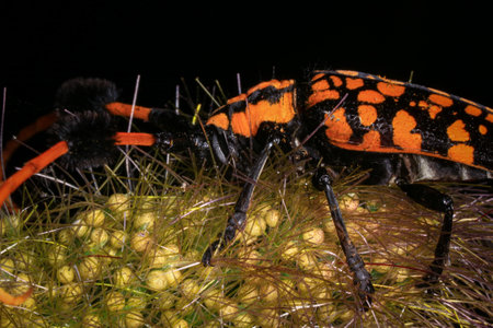 Macro shot of Scarab Beetle, orange black beetle, long-horned beetle, Aristobia approximator, beetle...