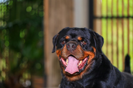 Rottweiler in the garden at sunset. Rottweiler dog lying on the floor and yawningの写真素材