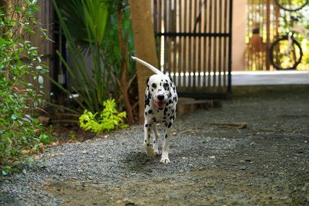 Dalmatian dog  in the garden, beautiful momentの写真素材