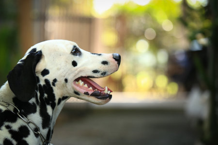Dalmatian dog  in the garden, beautiful momentの写真素材