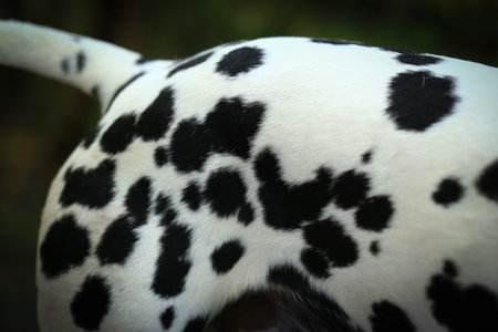 Dalmatian dog  in the garden, beautiful momentの写真素材