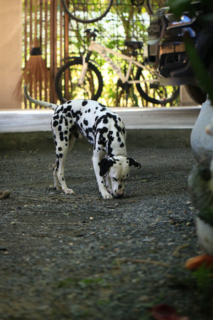 Dalmatian dog  in the garden, beautiful momentの写真素材