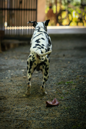 Dalmatian dog  in the garden, beautiful momentの写真素材