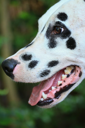Dalmatian dog  in the garden, beautiful momentの写真素材