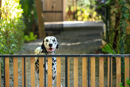 Dalmatian dog  in the garden, beautiful momentの写真素材