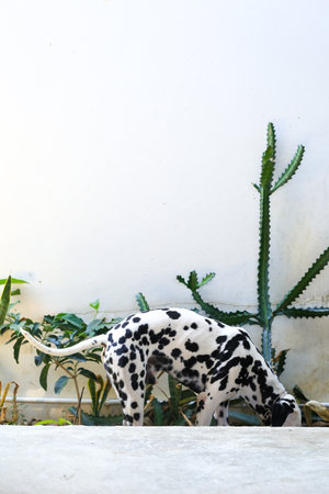 Dalmatian dog  in the garden, beautiful momentの写真素材