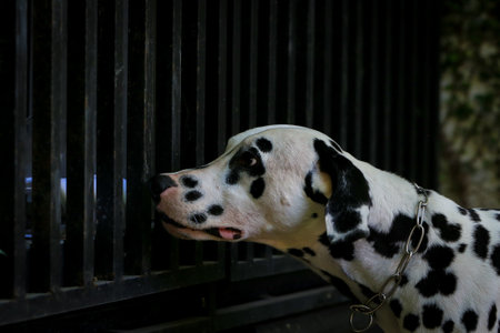 Dalmatian dog  in the garden, beautiful momentの写真素材